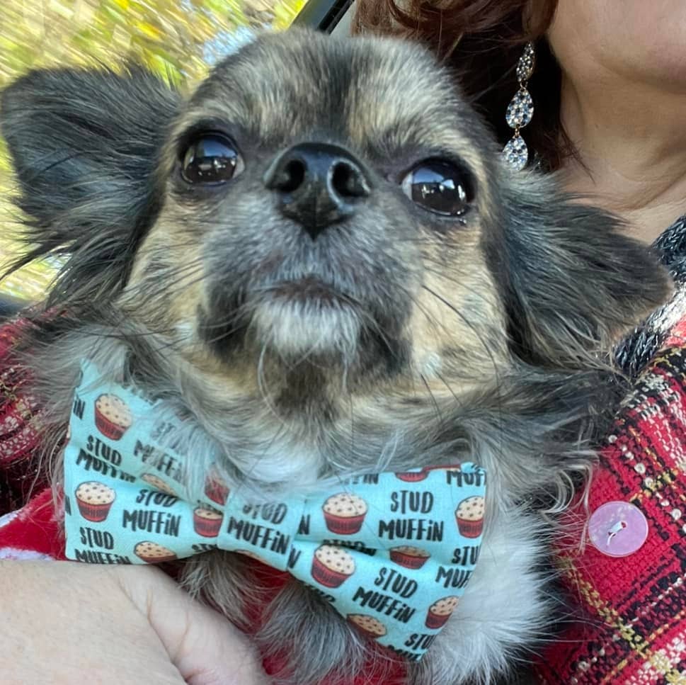 Nœud papillon Muffin - Noeud papillon