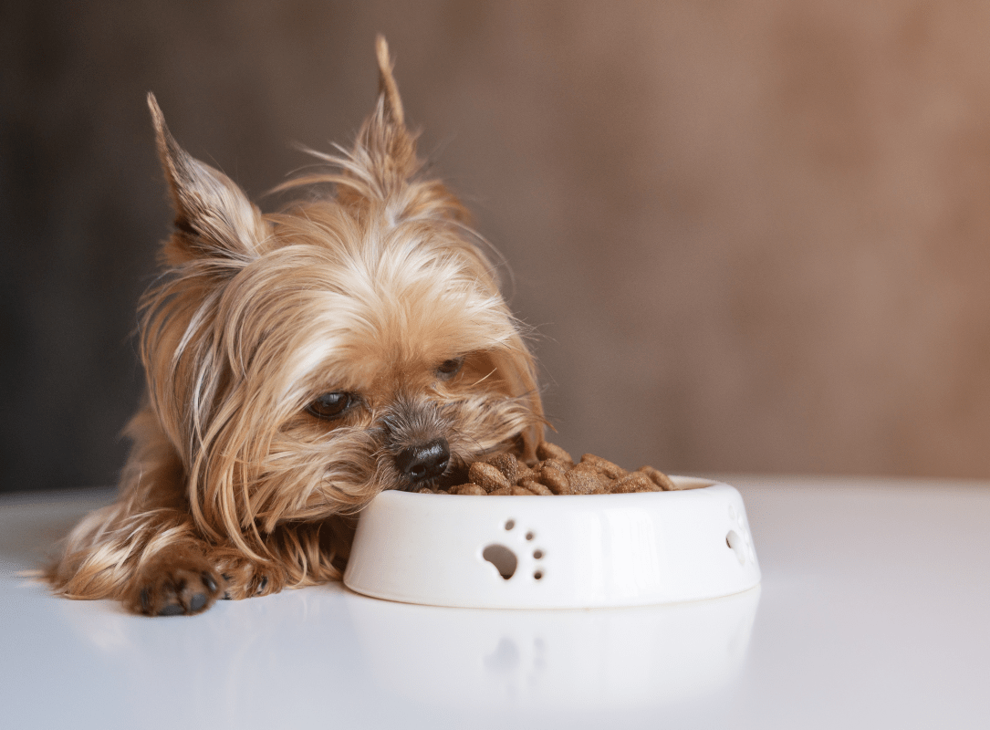 Dog eating dry food from a white feeding bowl.