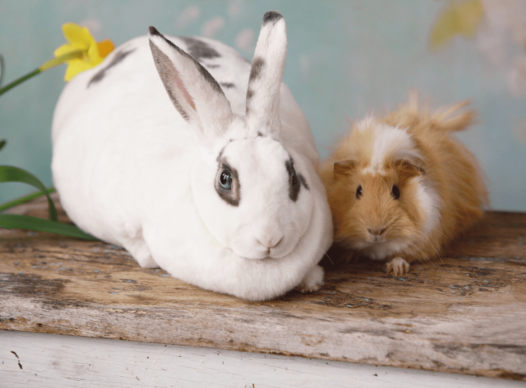 White rabbit and beige guinea pig lying next to each other.