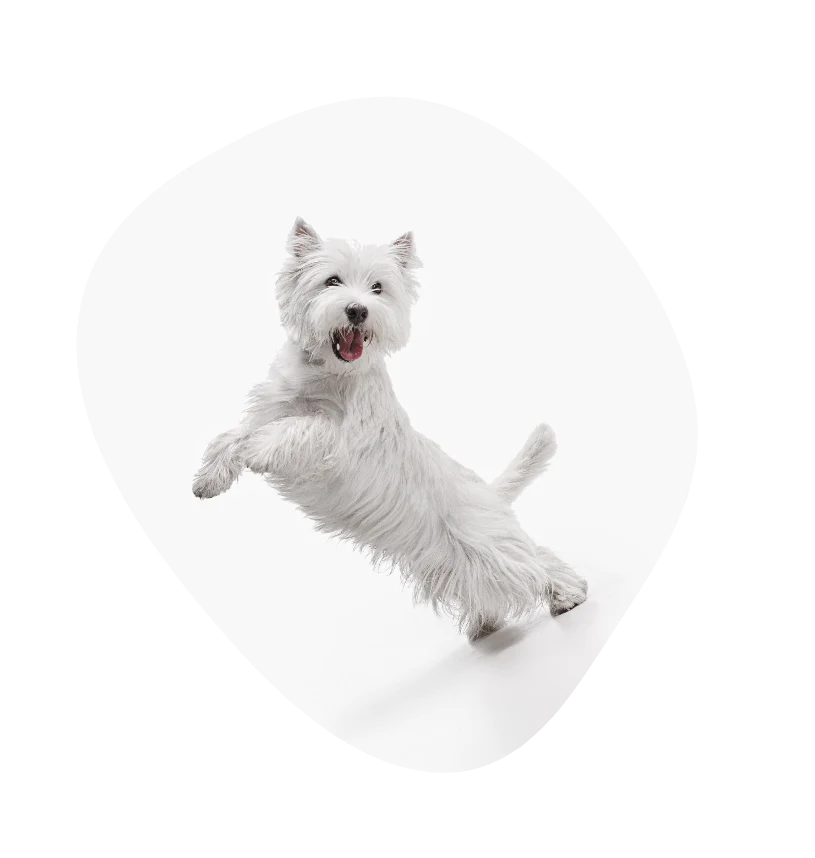 Dog showing off standing on its two hind legs.