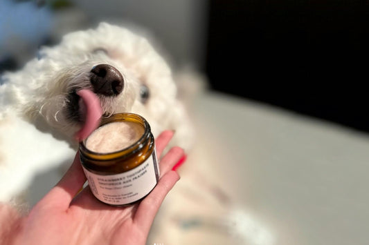 Person holding a small jar of coconut dog toothpaste next to a white dog outdoors.|Une personne tenant un petit pot de dentifrice pour chien à la noix de coco à côté d'un chien blanc à l'extérieur.