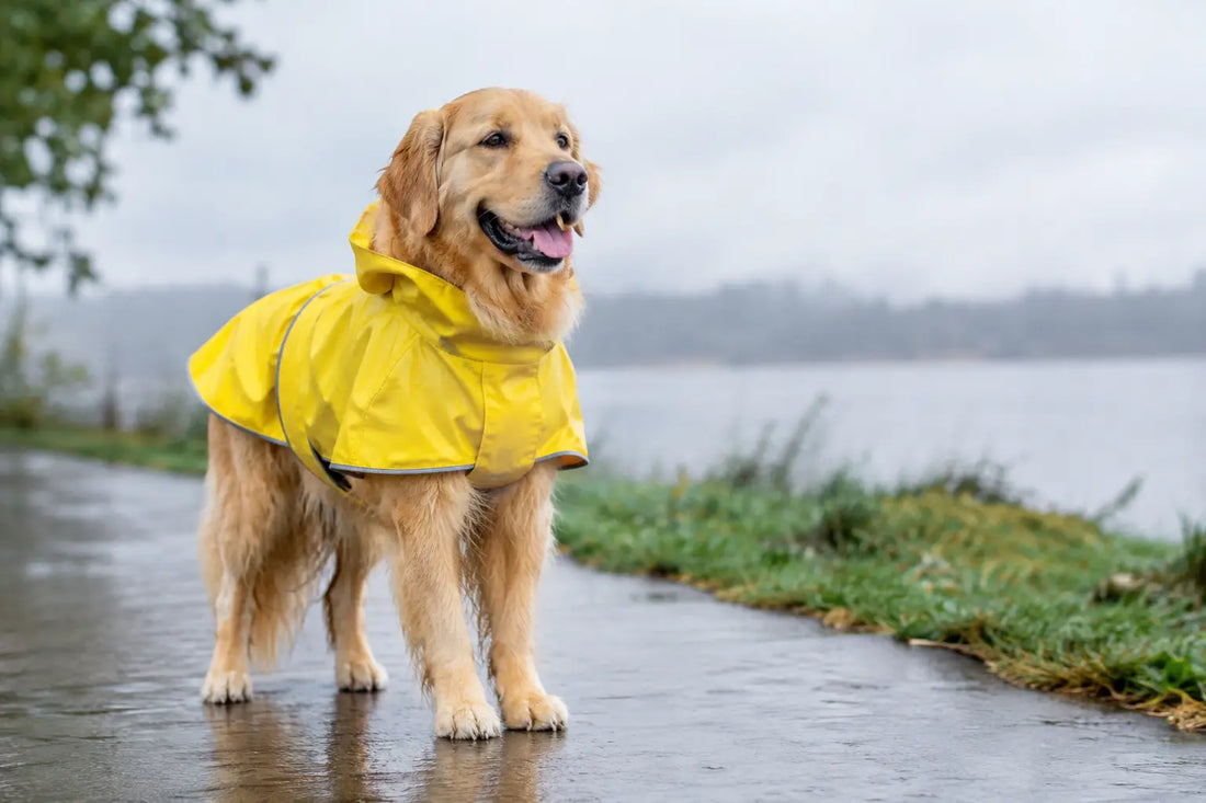Pet Raincoat Guide for Cozy, Dry-Day Walks