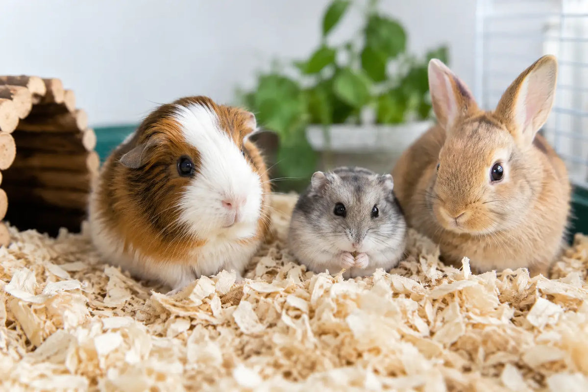 Best Low Dust Bedding for Happier Small Pets