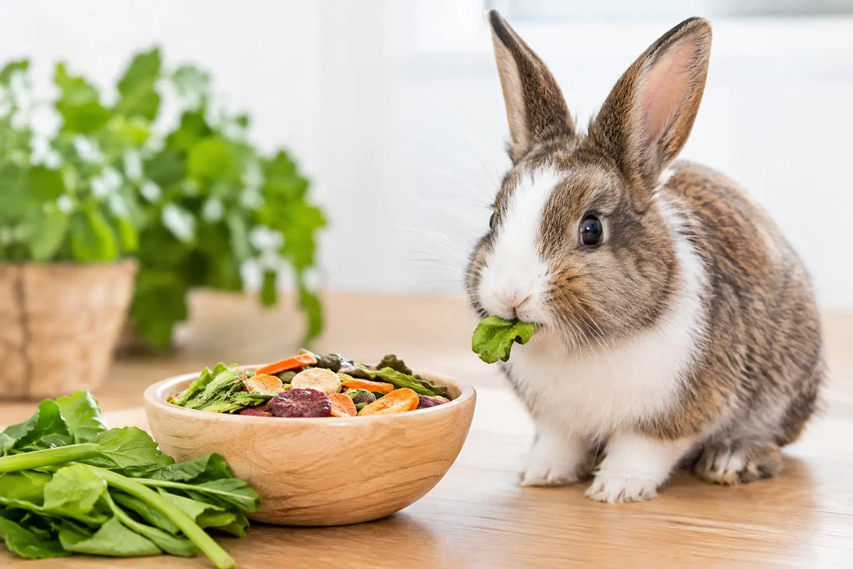 Rabbit Treats That Keep Snack Time Healthy