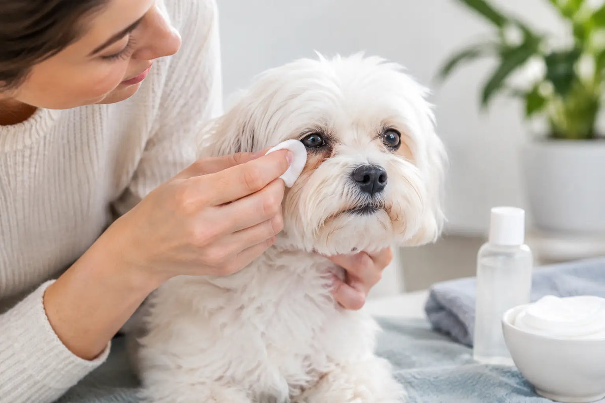 How to Remove Dog Eye Stains Safely at Home