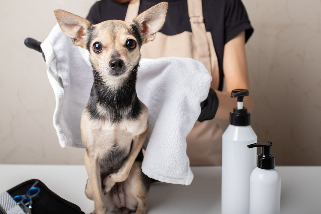 Best Shampoo for Dogs With Dry Skin