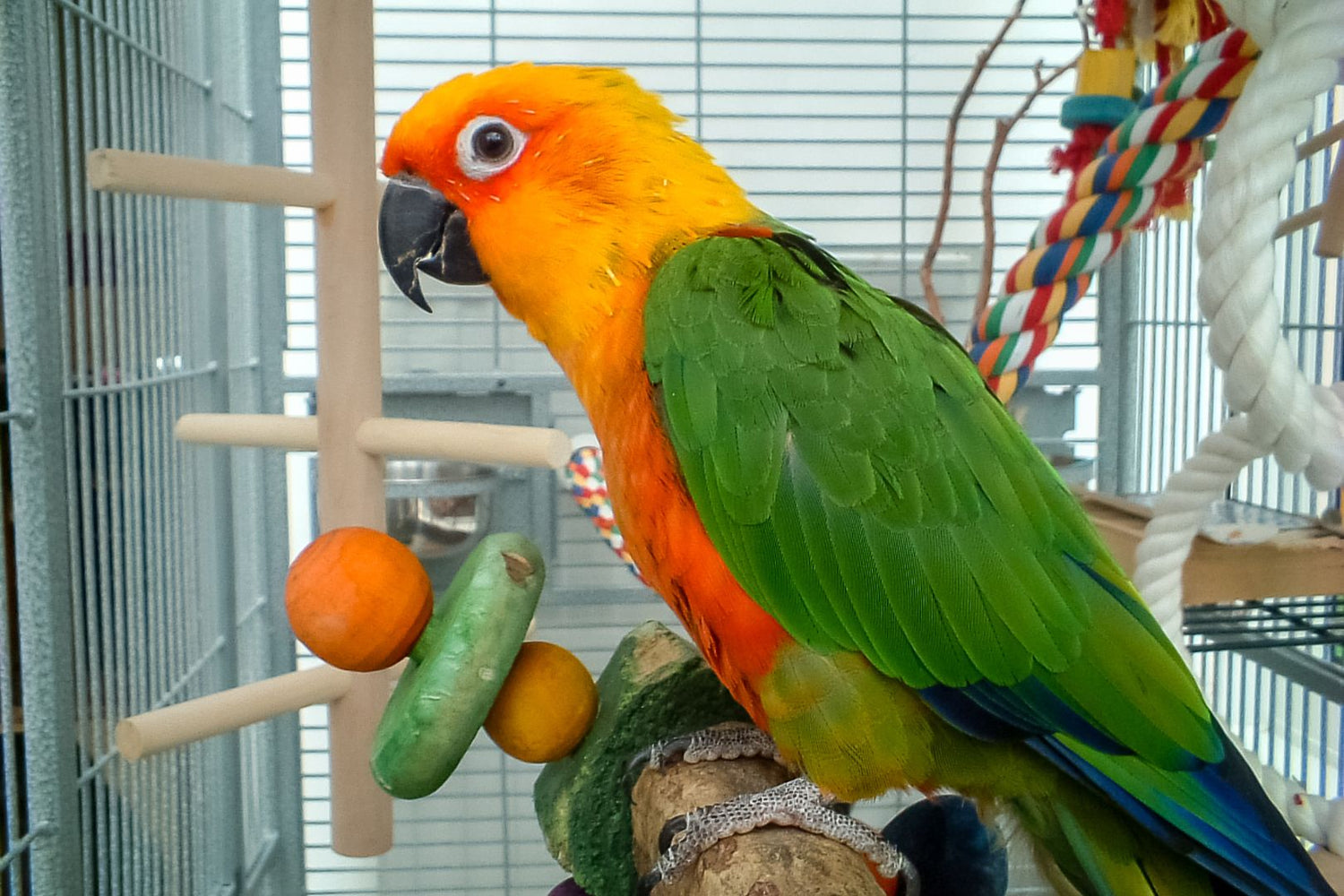 Parrot with Cage Toys.