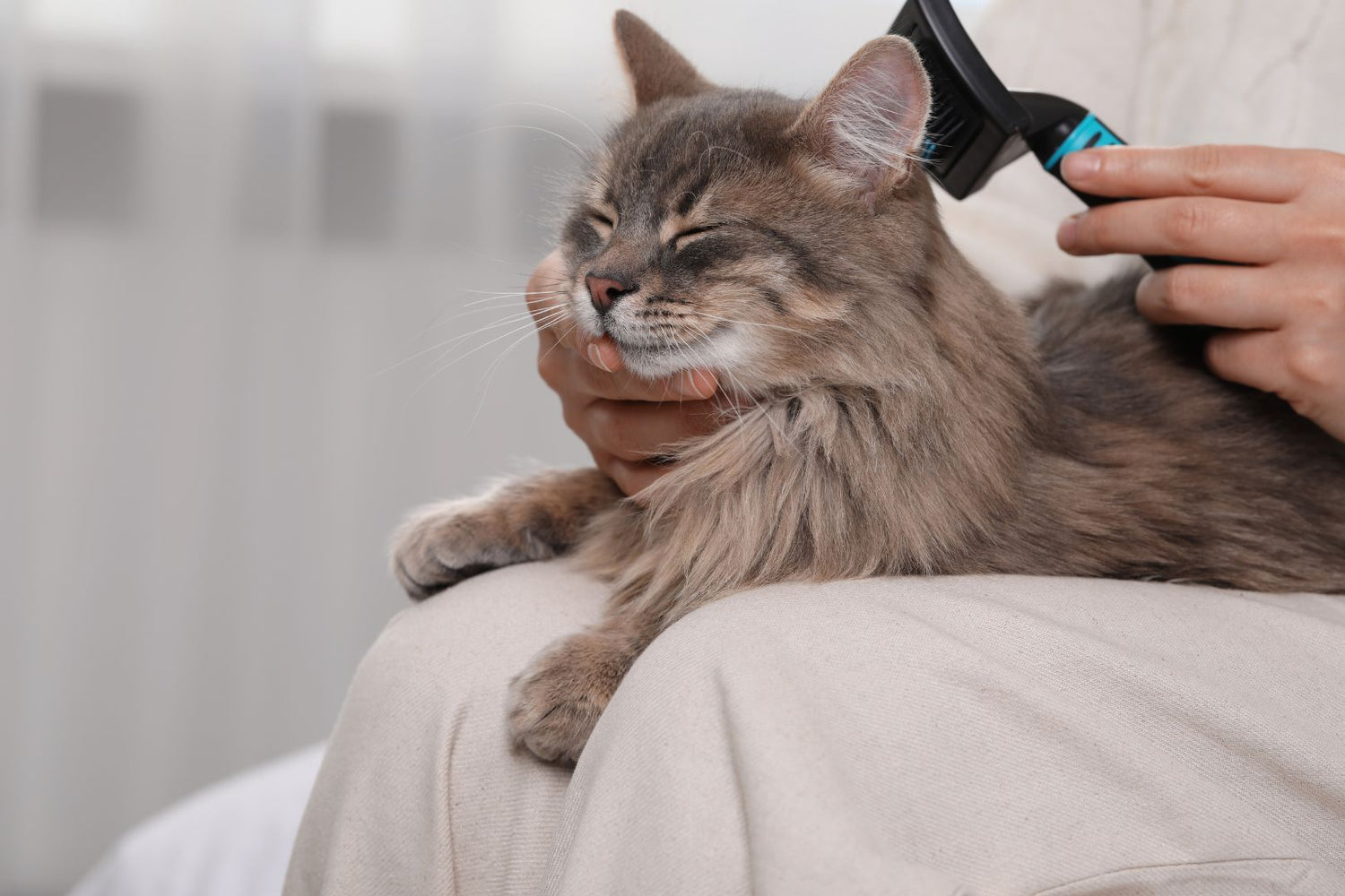 Cat Coat Brushing Tips for a Healthier Fur