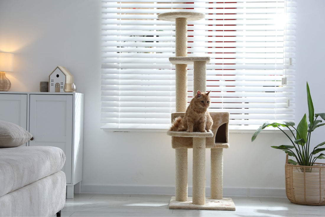 Cat Furniture That Keeps Cats Happy at Home