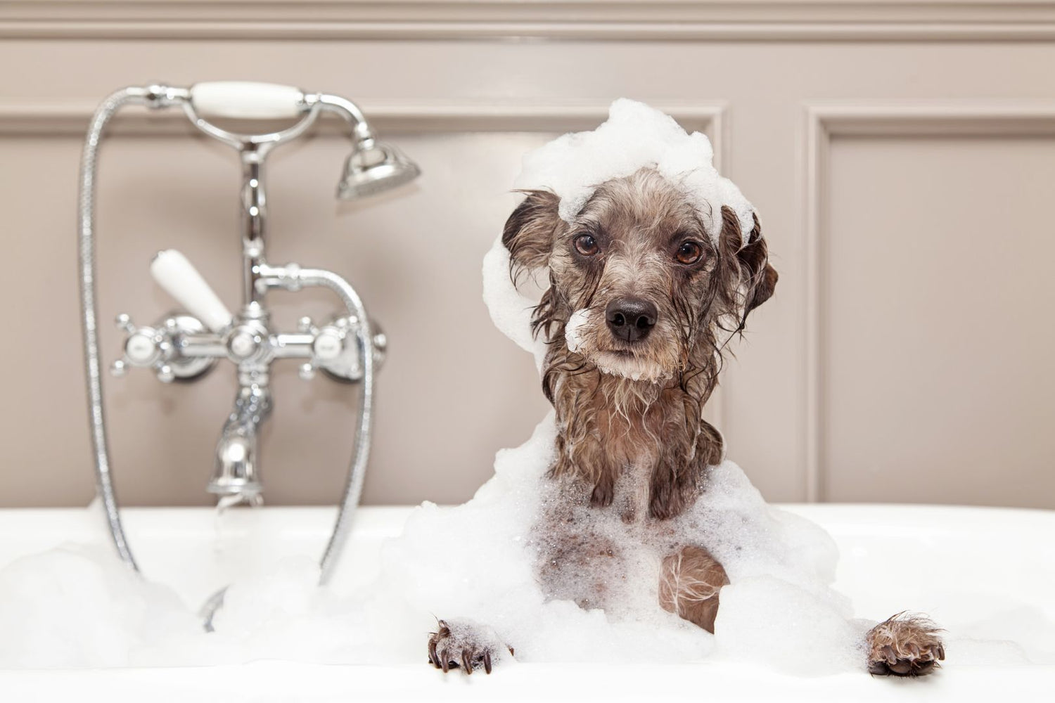 Dog in a homemade bath with lots of bubbles.