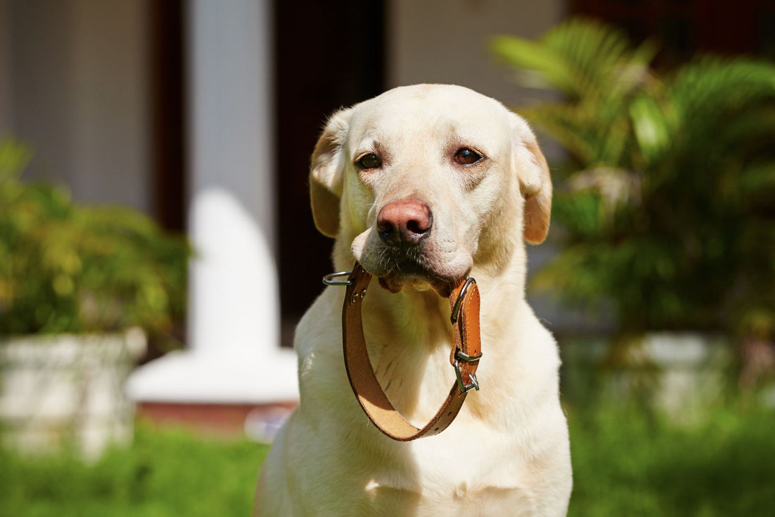 Dog holding a leather dog collar in its mouth.