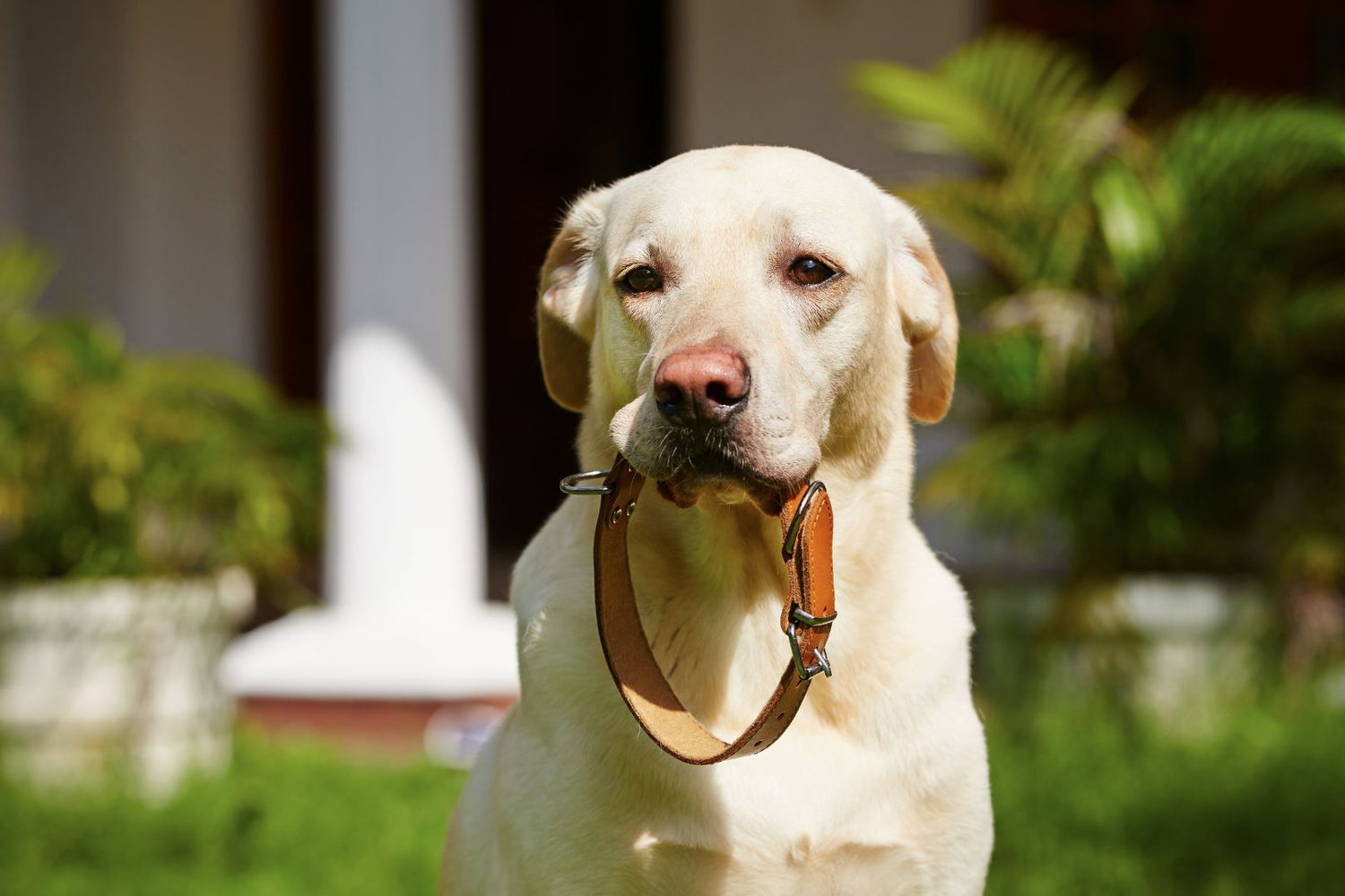 Dog holding a leather dog collar in its mouth.