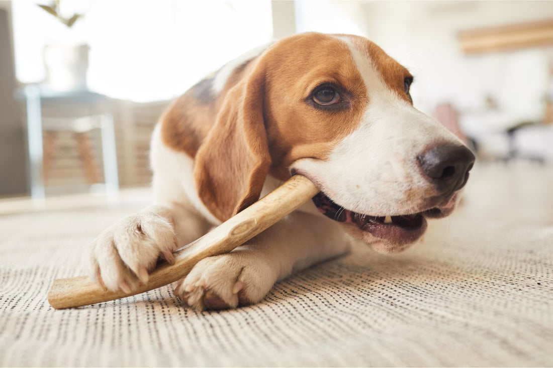 Dog chewing a natural dental treat.