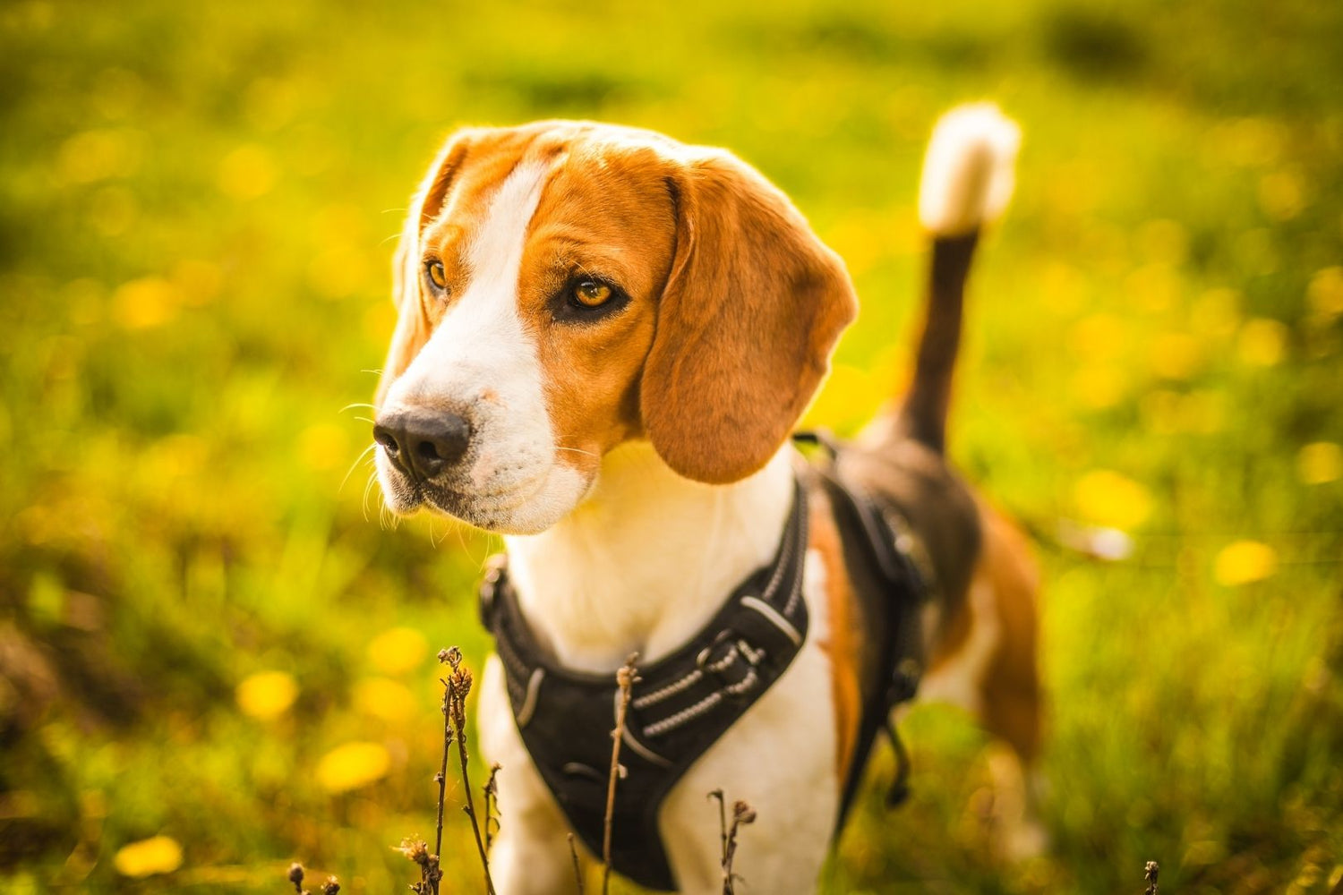 Dog Harness Fitting for Happier, Safer Walks