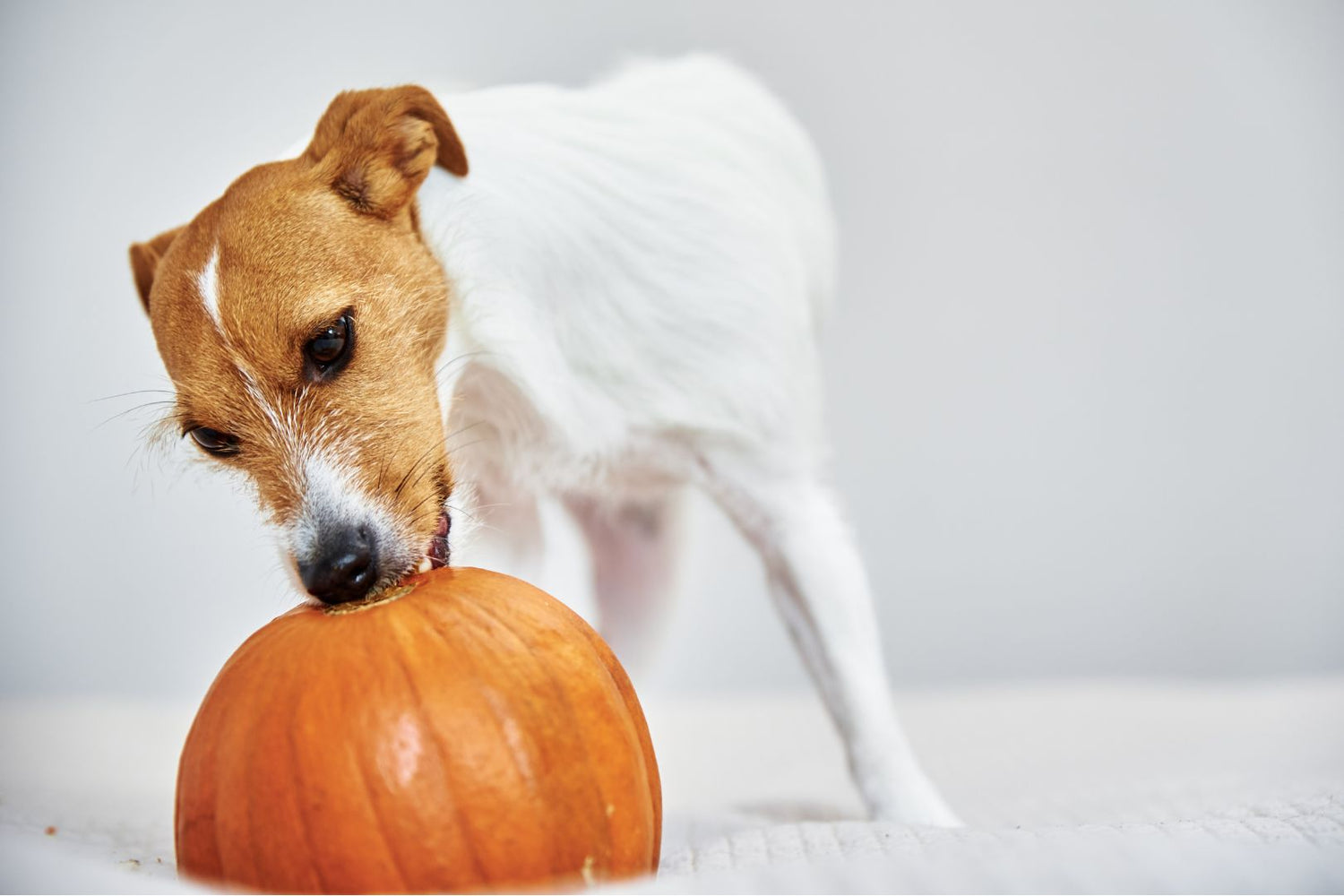Dog trying to eat a pumpkin.