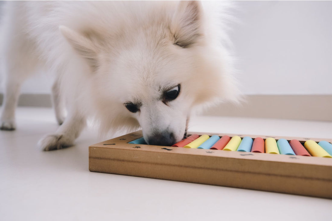 How to Choose Eco Friendly Dog Toys