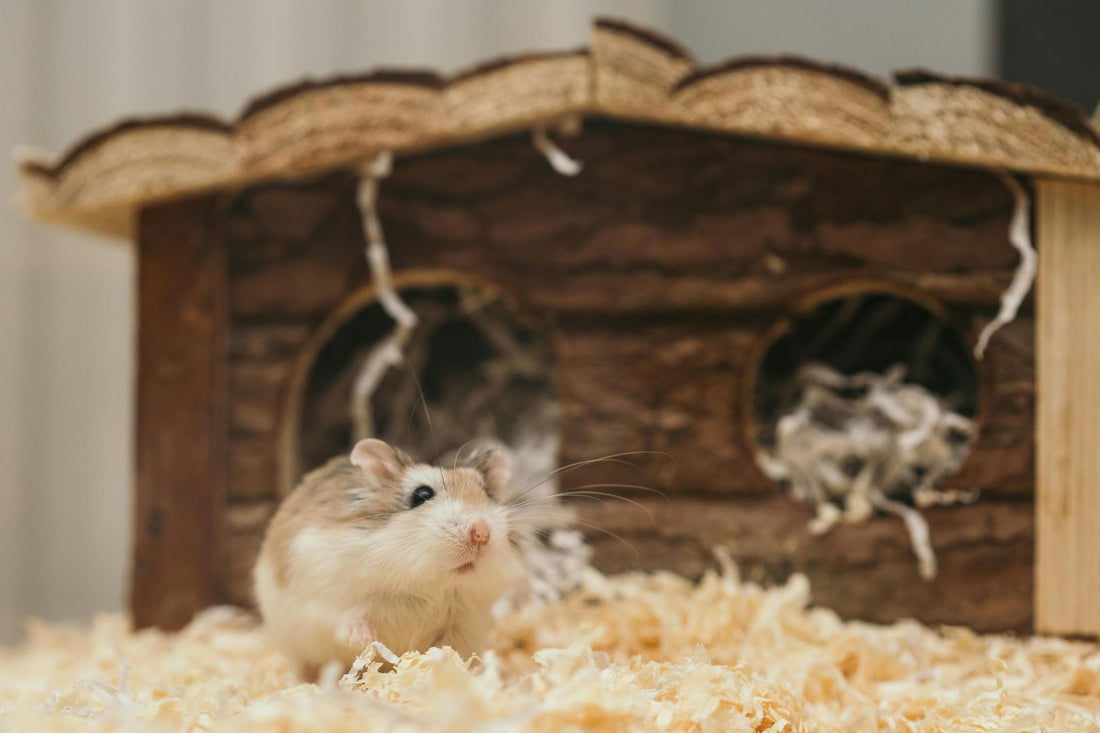 Hamster carrying bedding to its hideout.