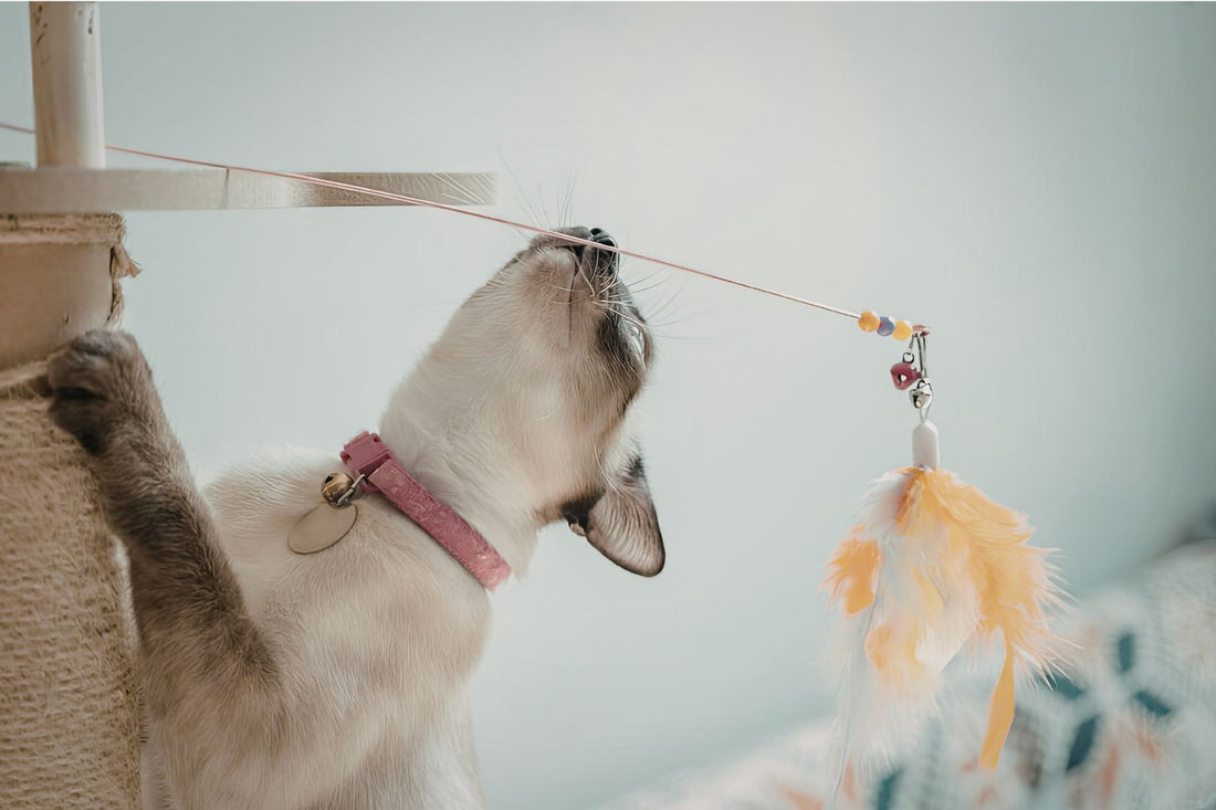Interactive Toys for Indoor Cats That Keep Them Happy
