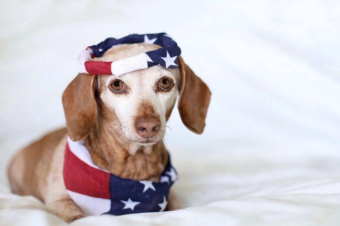 Dog wearing a patriotic bandana and a ribbon on its head.
