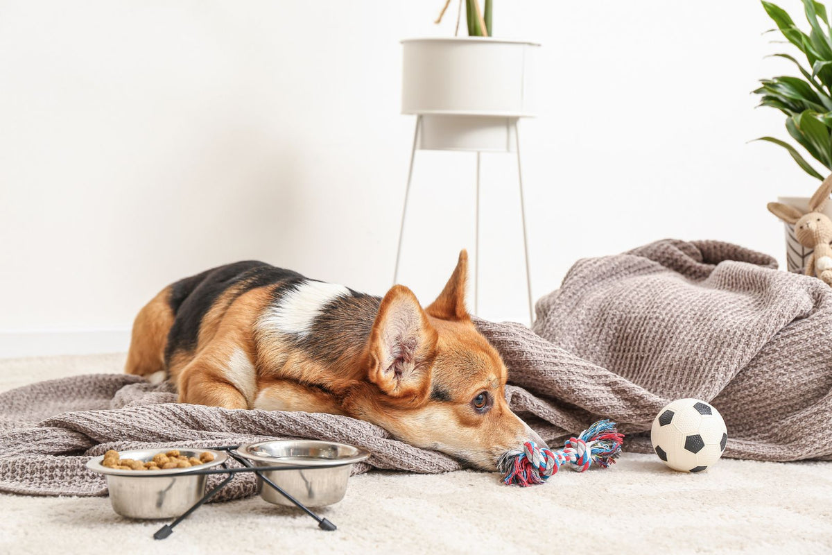 Free Shipping Pet Supplies Worth Adding to Your Cart