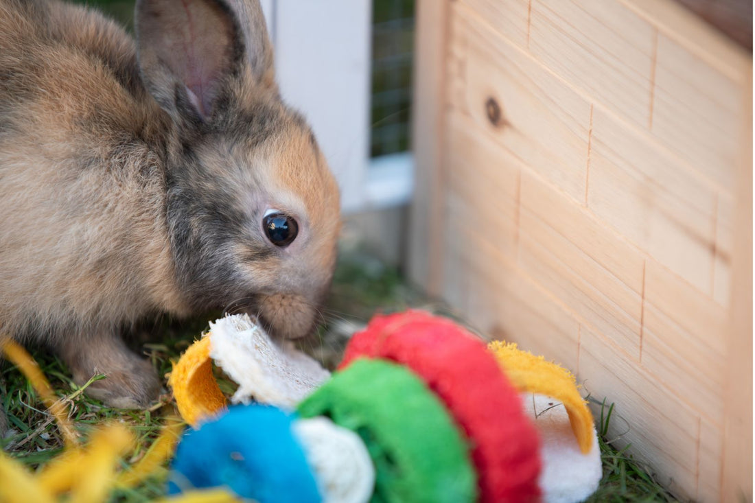 Rabbit Playing with a Luffa Chew Toy.