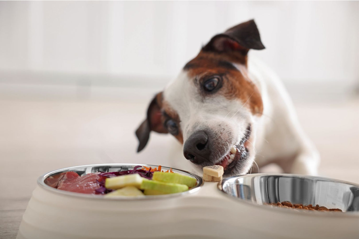 Dog Eating Natural Food in His Bowl.
