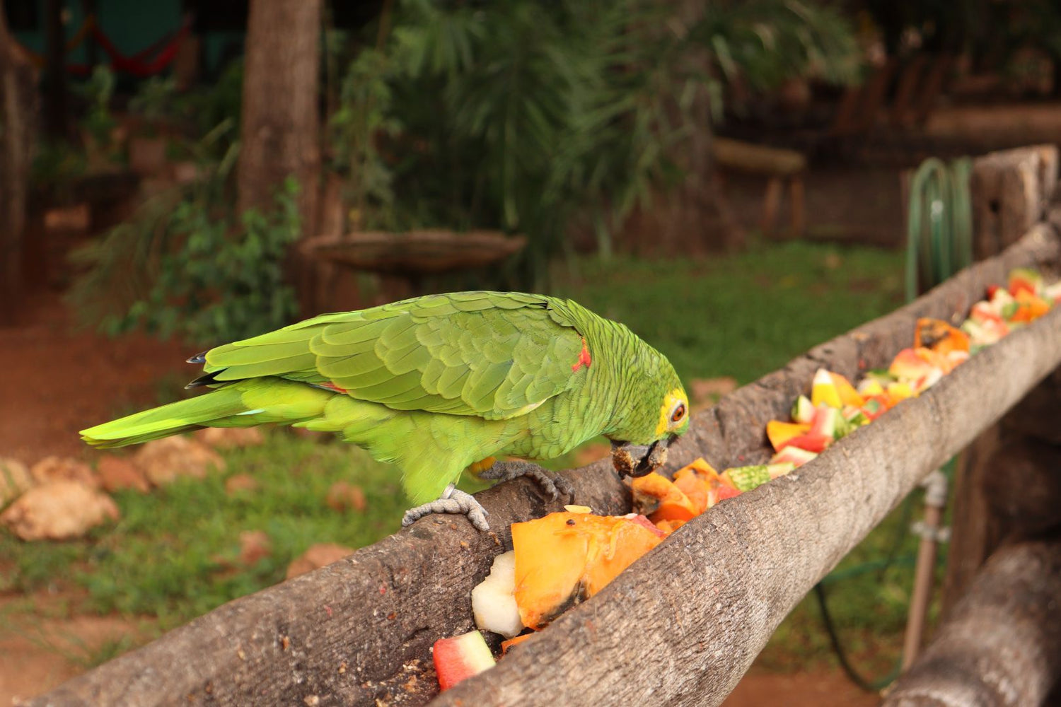 Green Parrot Eating Fruits.