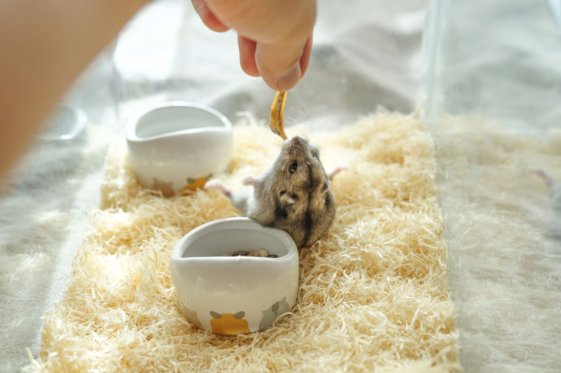 Hamster eating a treat given to it by its owner.