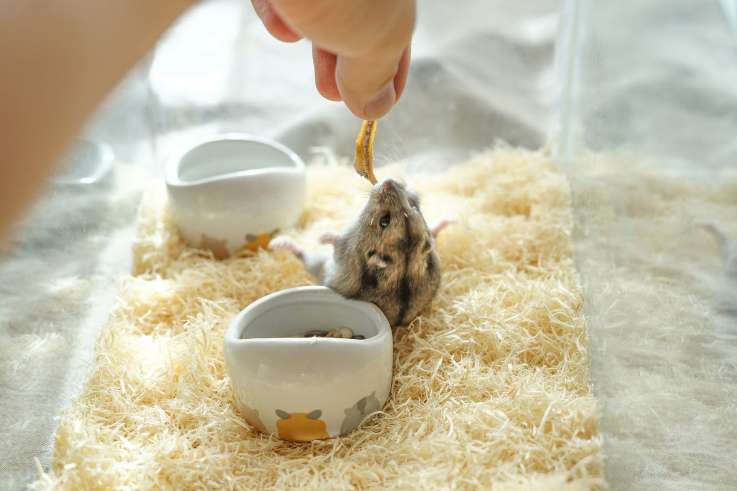 Hamster eating a treat given to it by its owner.