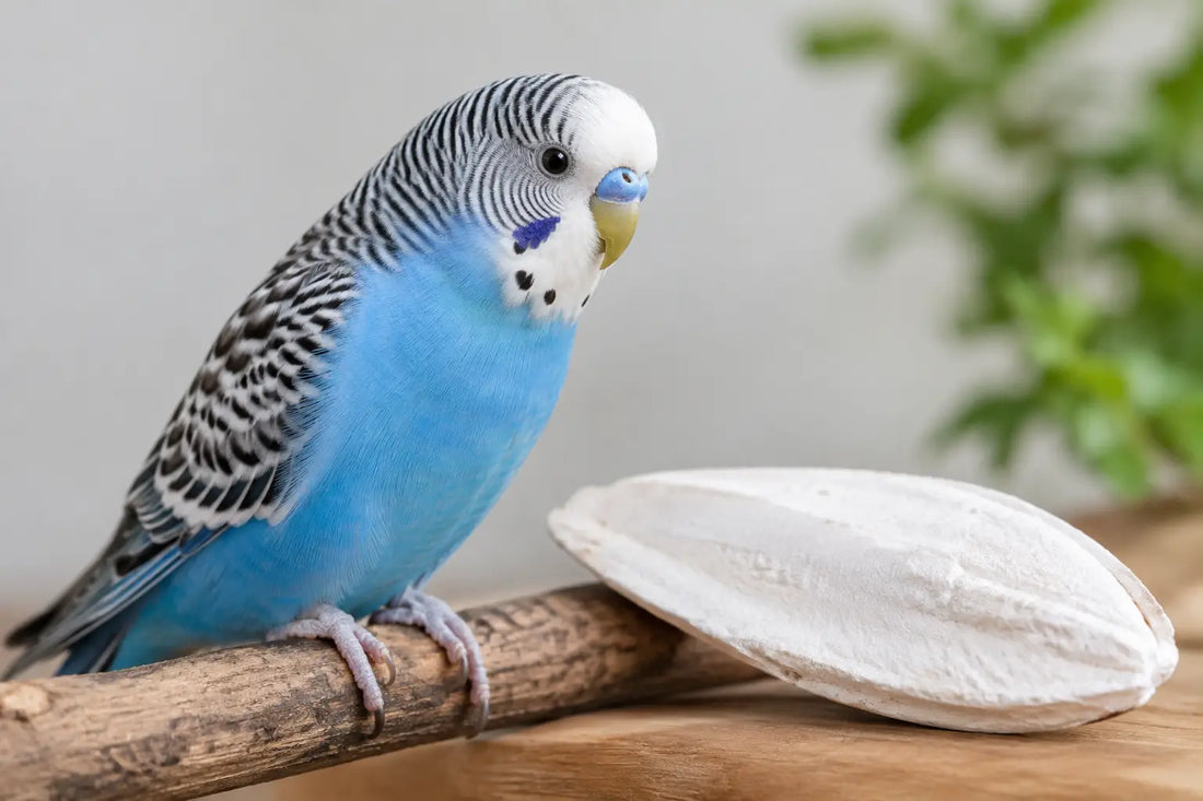 Do Birds Need Cuttlebones for Healthy Beaks?