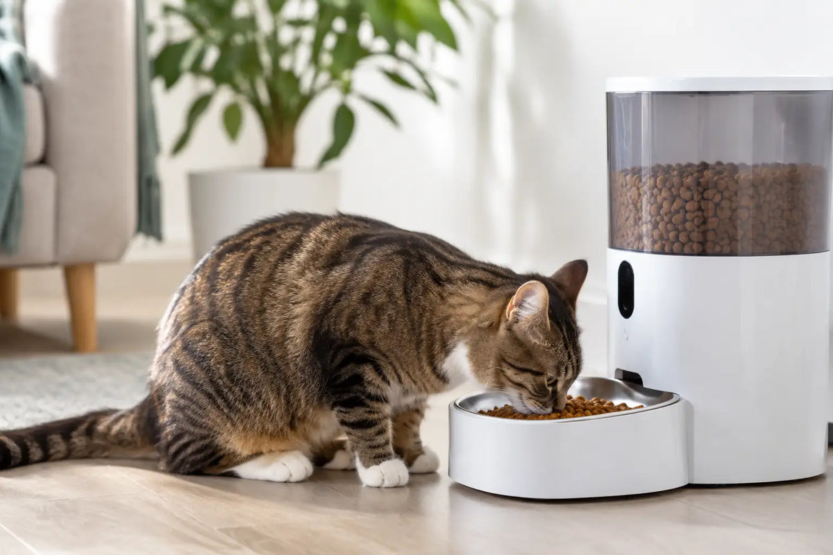Cat Automatic Feeder Review for Happier Mealtimes