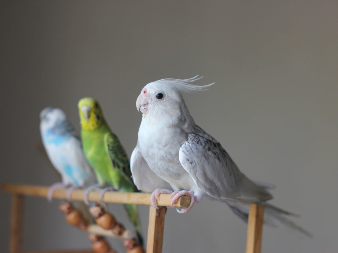 3 birds on a perch.