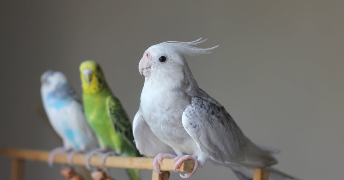 Guide for New Bird Owners – Furry Garden Co