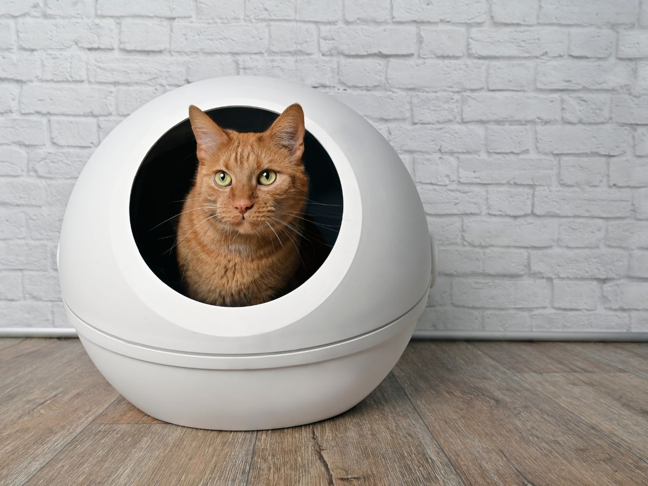 Cat in a covered litter box.