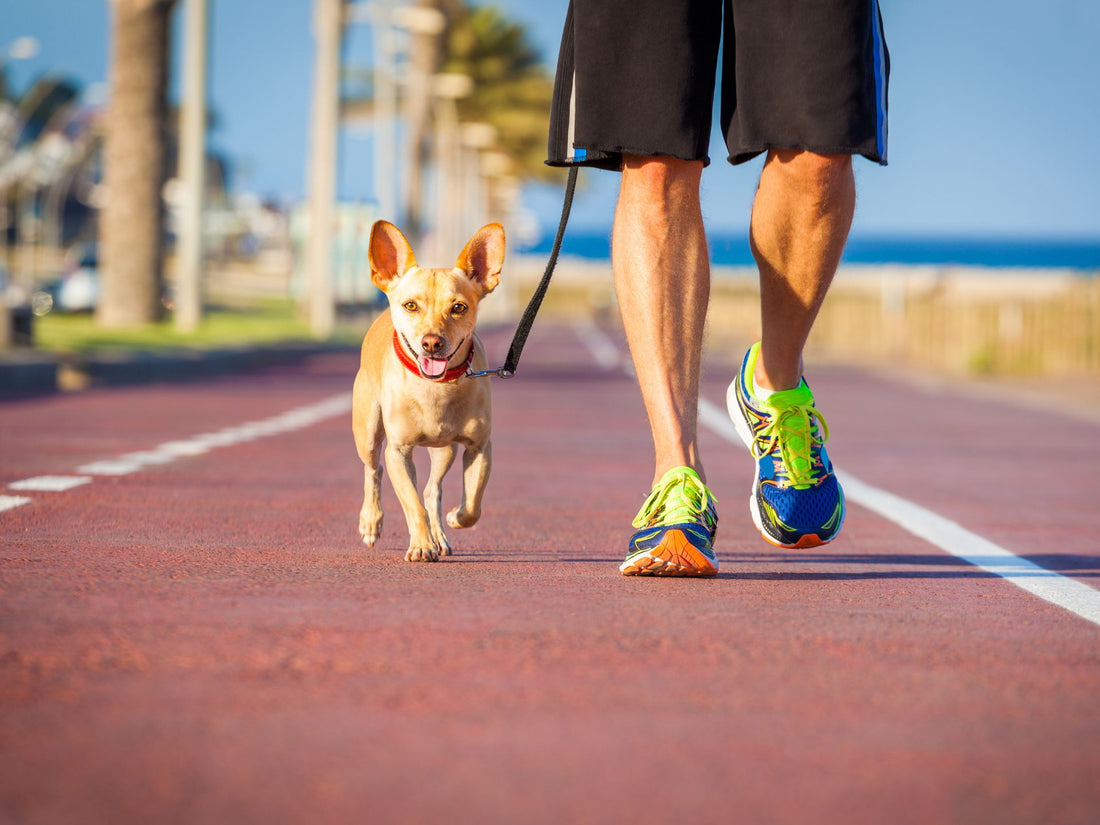 Dog running next to his master.