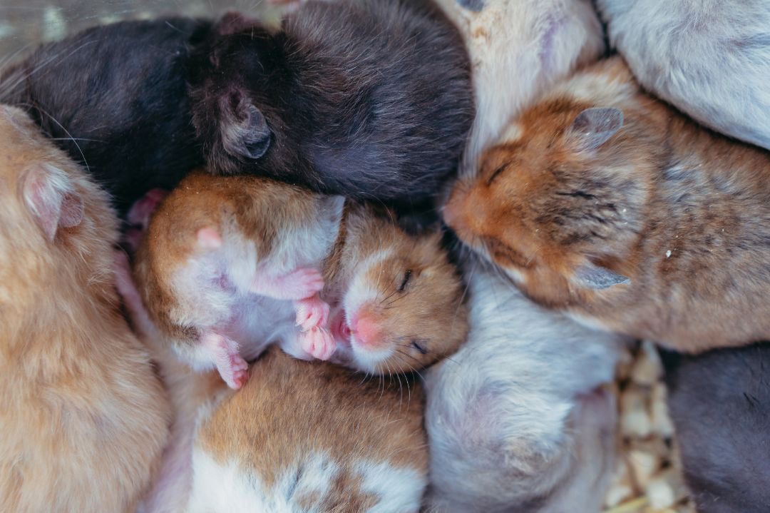 Several kinds of hamsters stuck together, sleeping.