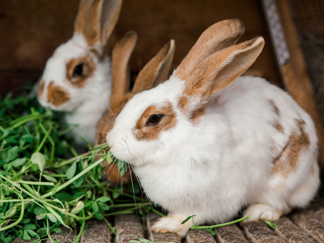 Two rabbits eating clover.