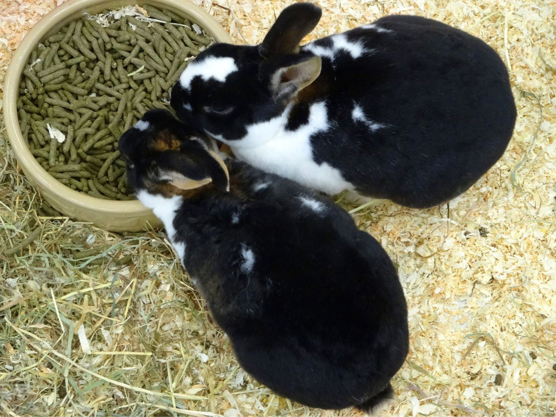 Adult rabbit eating pellets