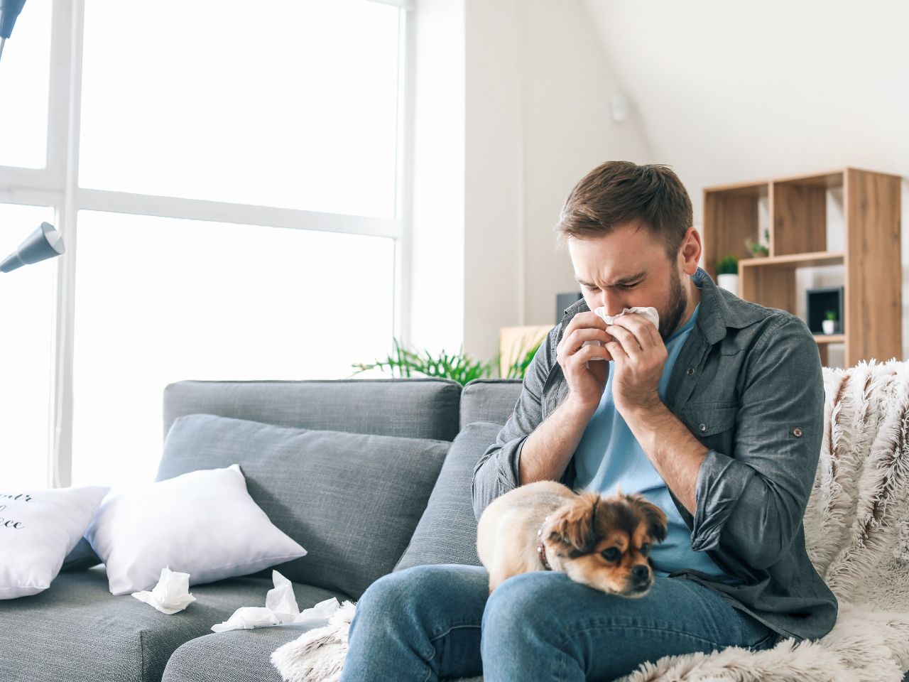 A man blows his nose because he is allergic to his dog.