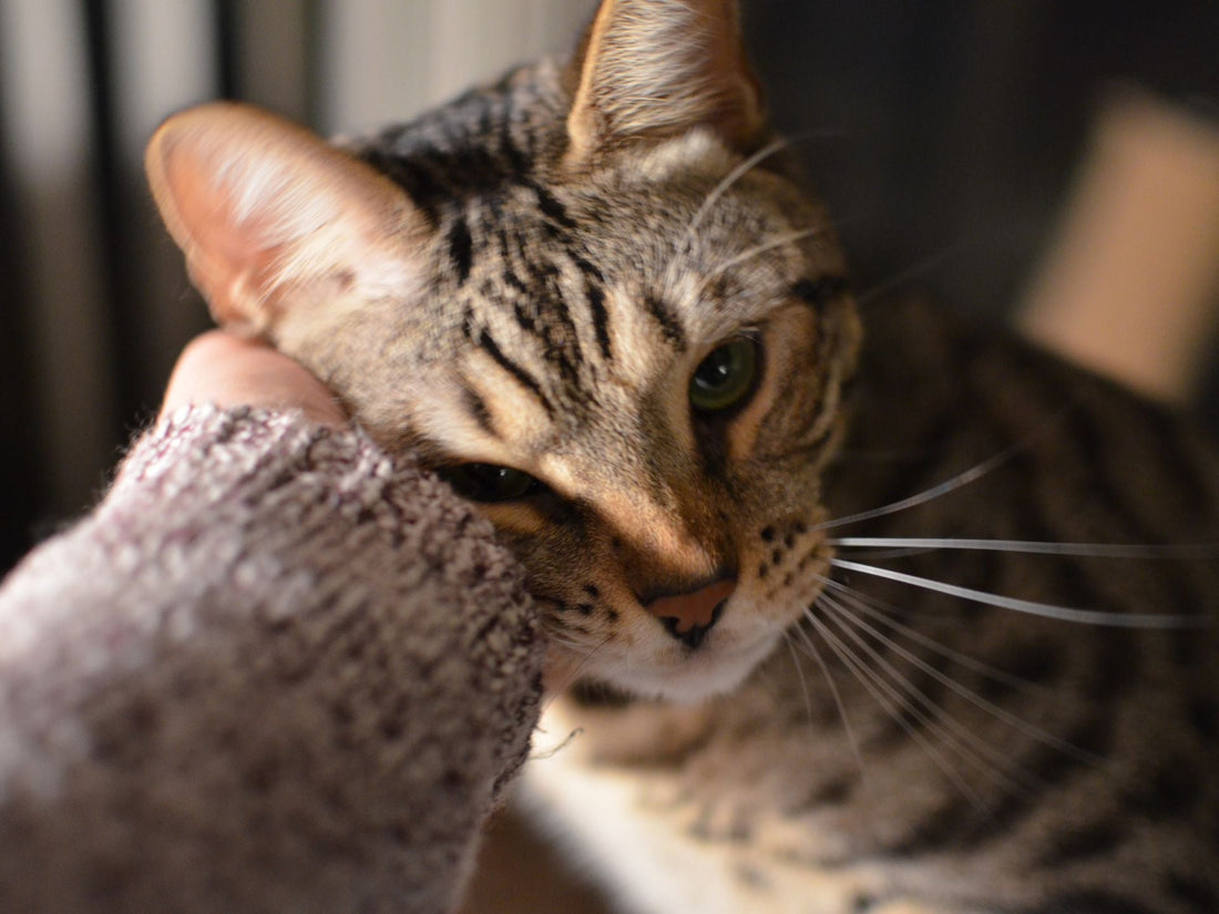 Cat receiving a caress from its pet parent.