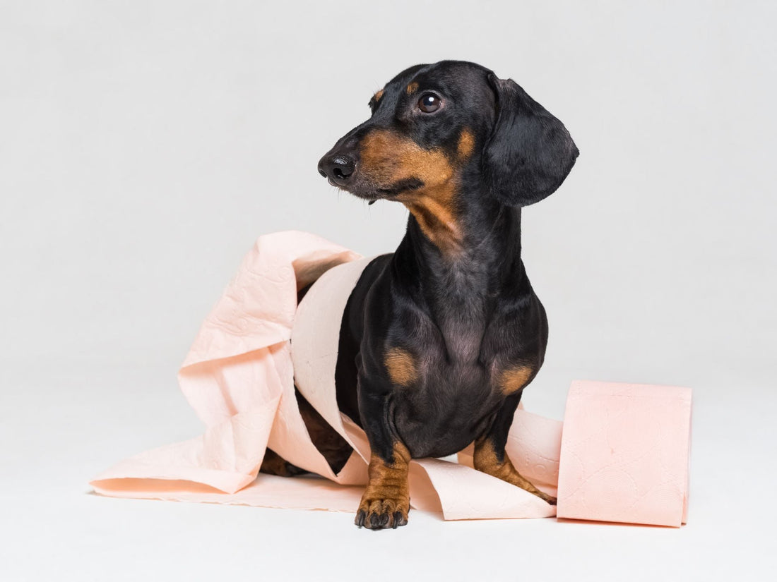 Dog wrapped in toilet paper.
