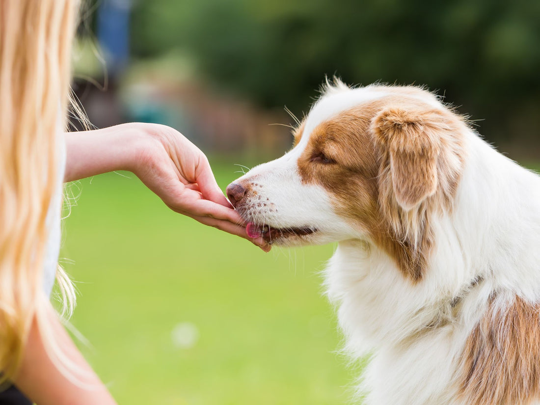 Pet parent giving a food treat to his dog