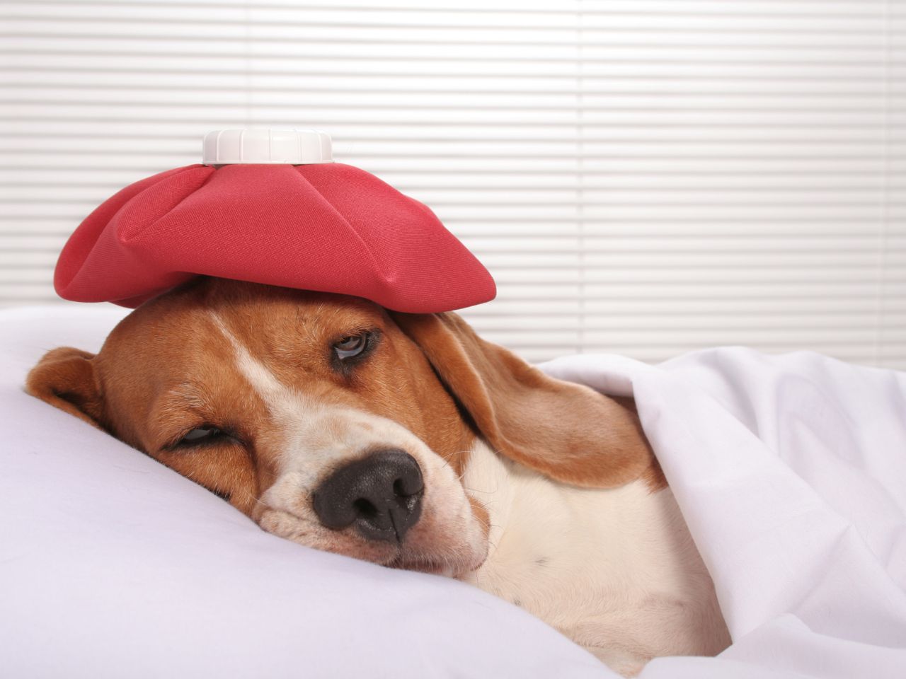 Sleeping dog lying on a pillow with a hot water bottle on her head and covered with a sheet.