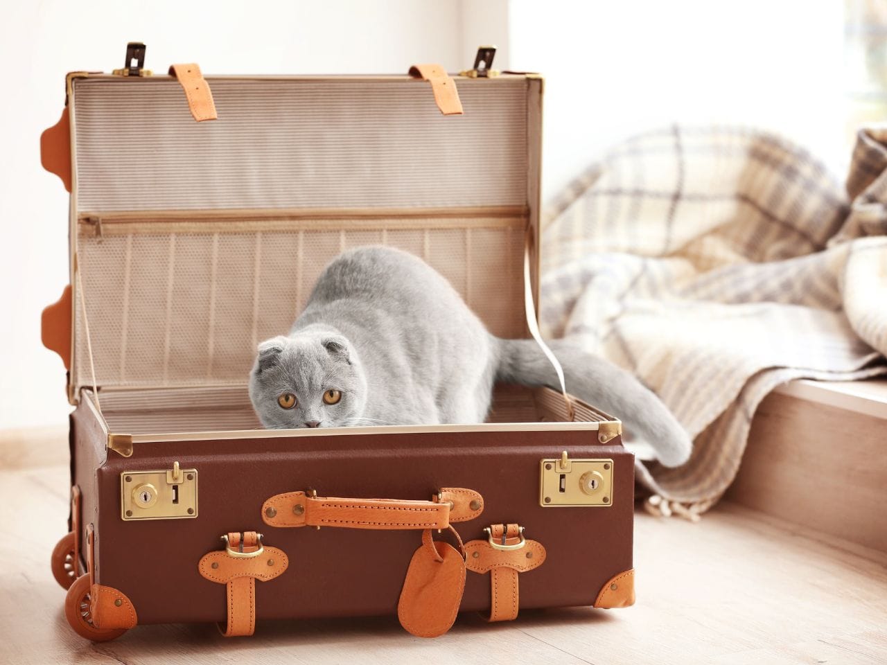 Cat inside a suitcase ready to travel.