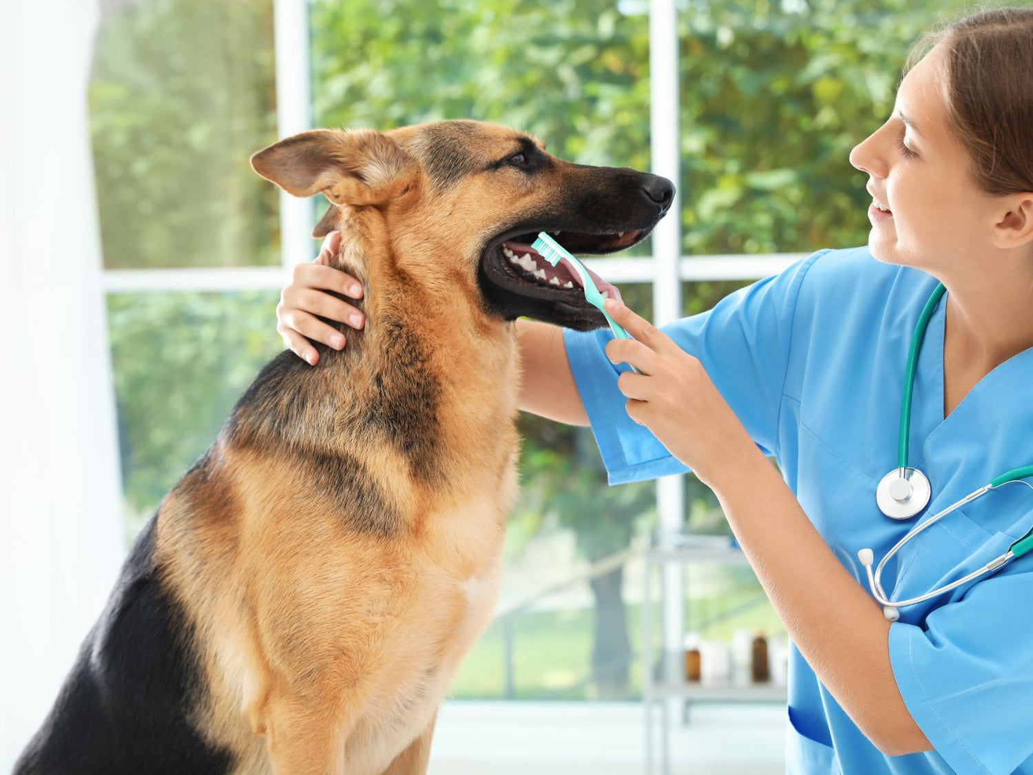 Vet cleaning dog teeth.