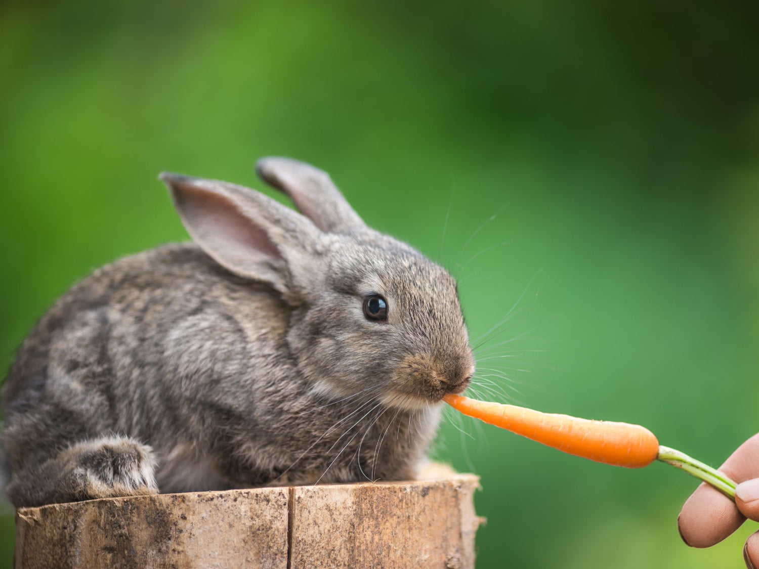 Rabbit eating a carrot.