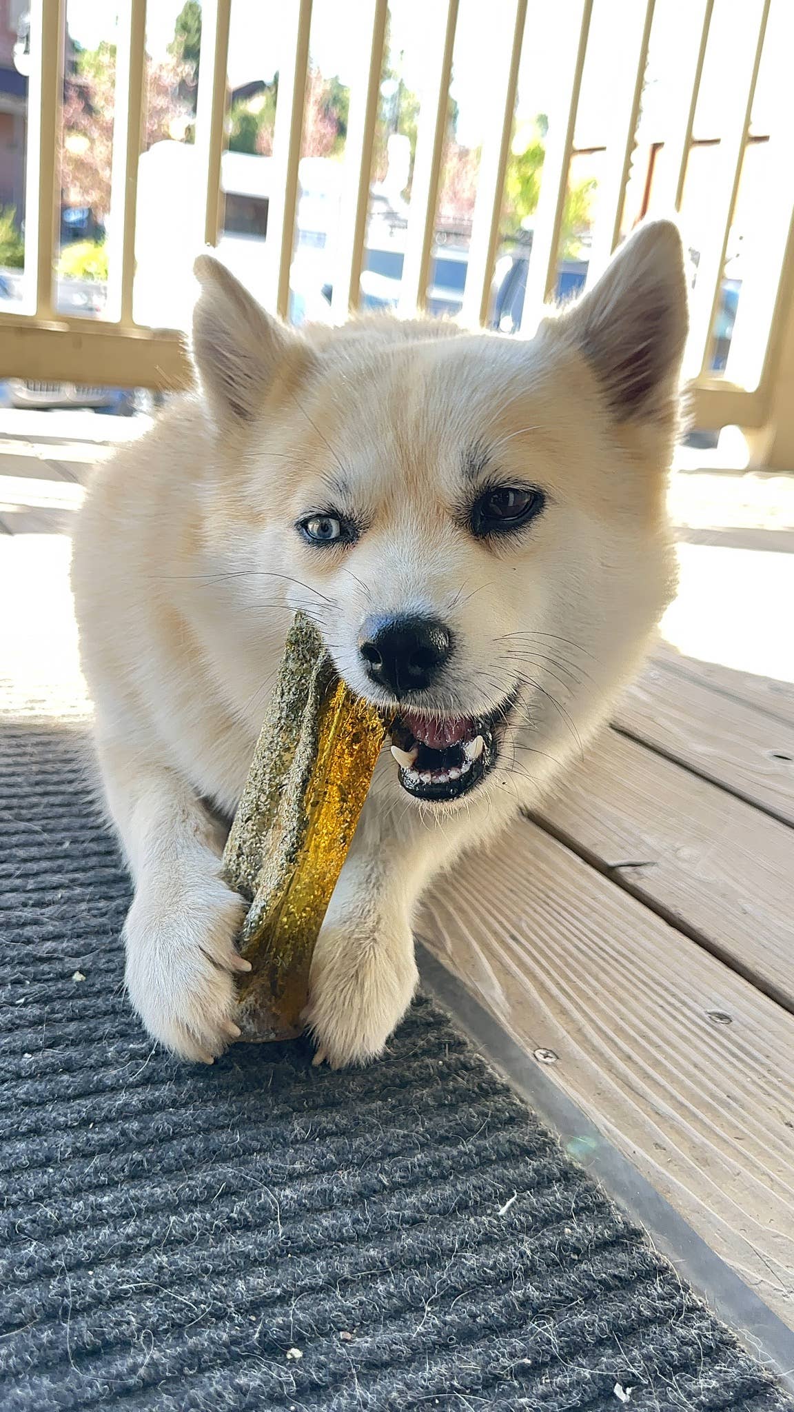 Pork Parsley Collagen Dental Chew