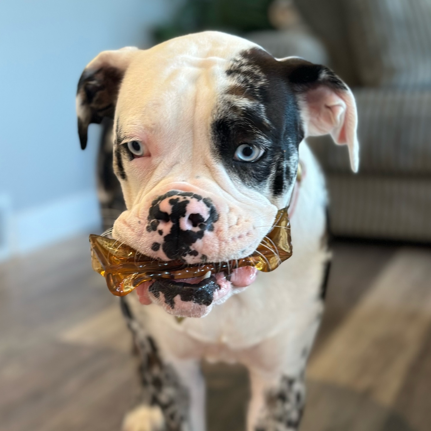 Pork Parsley Collagen Dental Chew
