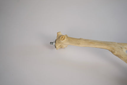 Perchoir en bois pour oiseaux avec une vis métallique.