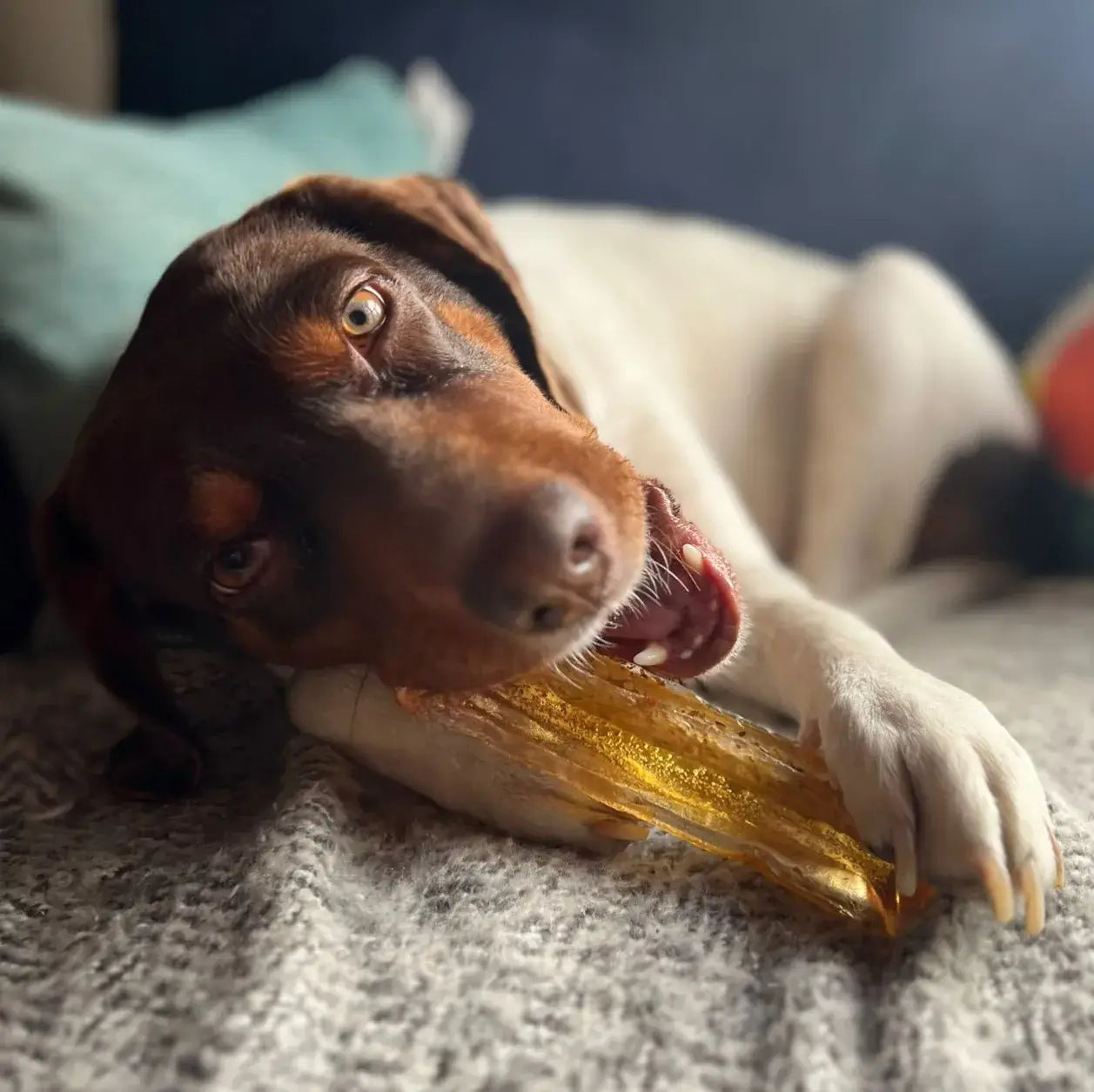 Pork Parsley Collagen Dental Chew